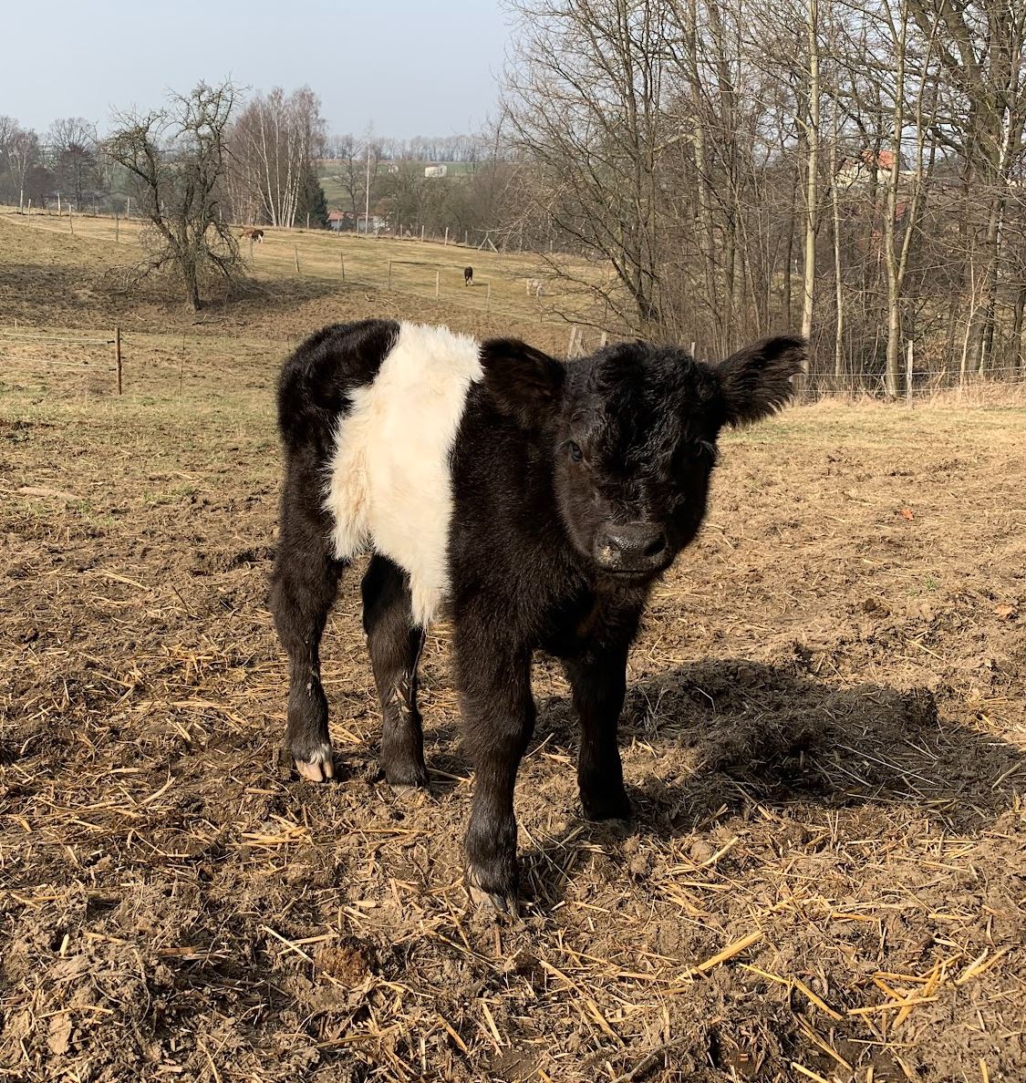 Oreo