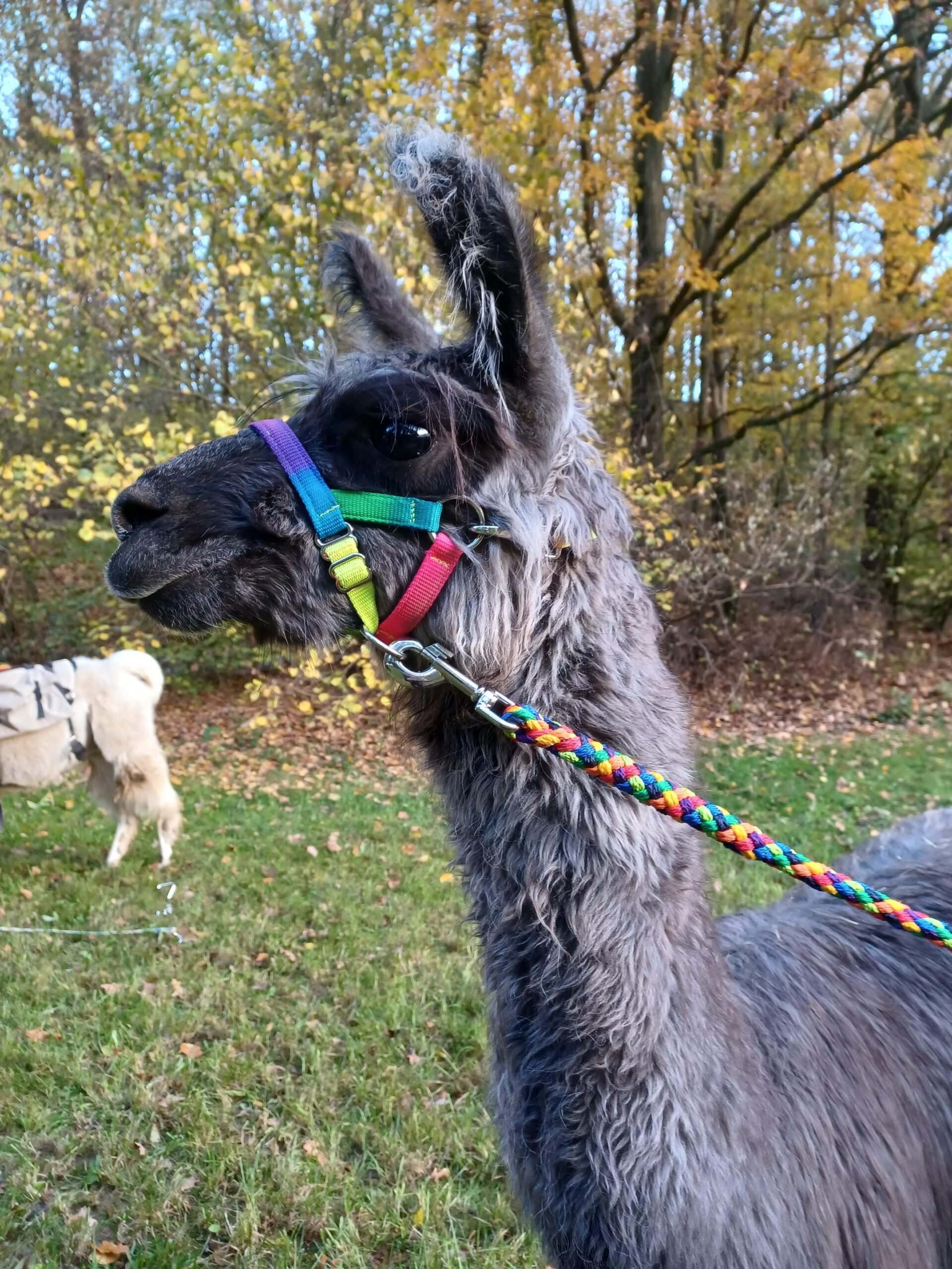 20177568-7597-409A-AA44-1CA4FBE3DA20 (1)